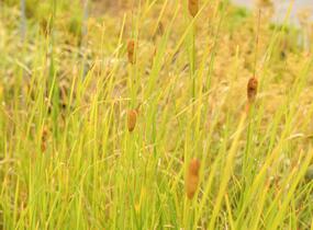 Orobinec úzkolistý - Typha angustifolia