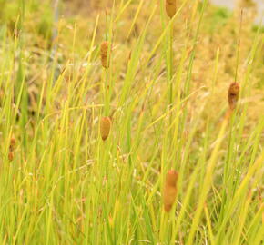 Orobinec úzkolistý - Typha angustifolia