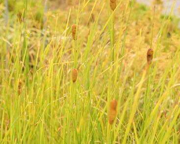 Orobinec úzkolistý