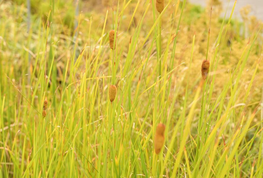 Orobinec úzkolistý - Typha angustifolia