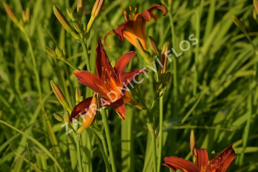Denivka 'Crimson Pirate' - Hemerocallis 'Crimson Pirate'