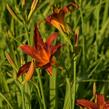 Denivka 'Crimson Pirate' - Hemerocallis 'Crimson Pirate'