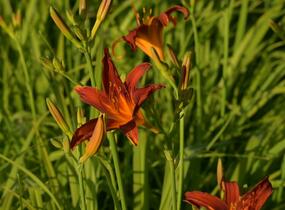 Denivka 'Crimson Pirate' - Hemerocallis 'Crimson Pirate'