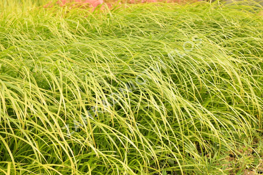 Ostřice Grayova 'Saladin' - Carex grayi 'Saladin'