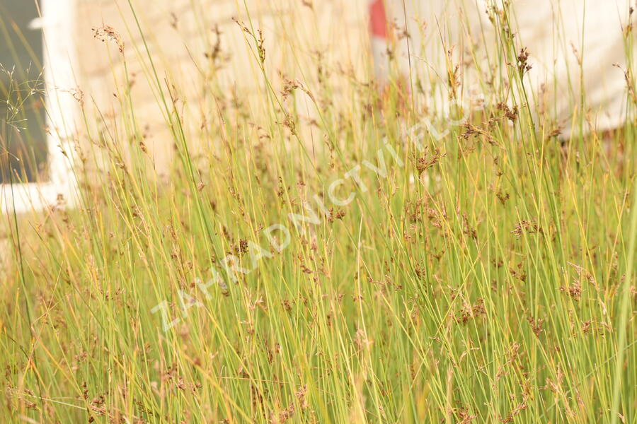 Sítina sivá - Juncus inflexus