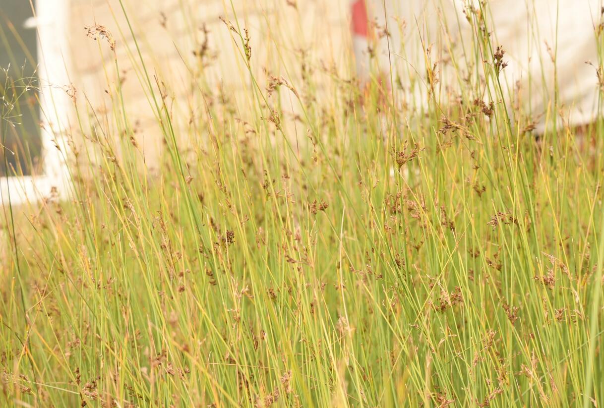 Sítina sivá - Juncus inflexus