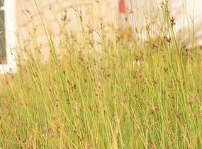 Sítina sivá - Juncus inflexus