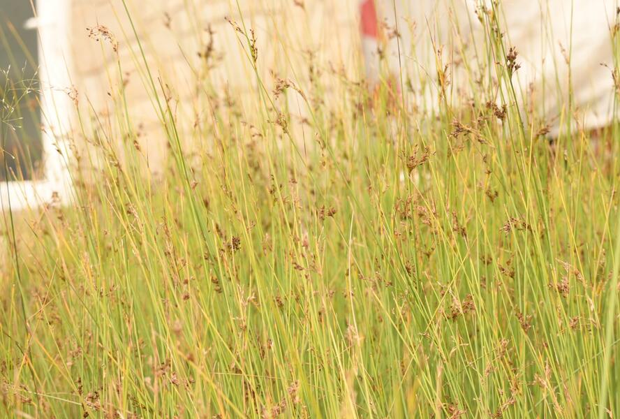 Sítina sivá - Juncus inflexus