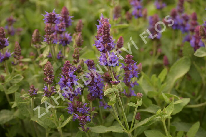 Šalvěj hajní 'Sensation Deep Blue' - Salvia nemorosa 'Sensation Deep Blue'