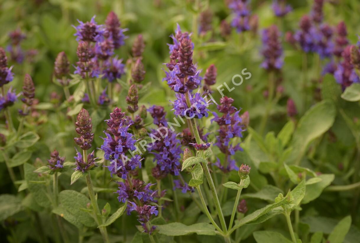 Šalvěj hajní 'Sensation Deep Blue' - Salvia nemorosa 'Sensation Deep Blue'