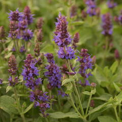 Šalvěj hajní 'Sensation Deep Blue' - Salvia nemorosa 'Sensation Deep Blue'