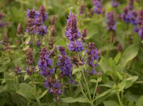 Šalvěj hajní 'Sensation Deep Blue' - Salvia nemorosa 'Sensation Deep Blue'