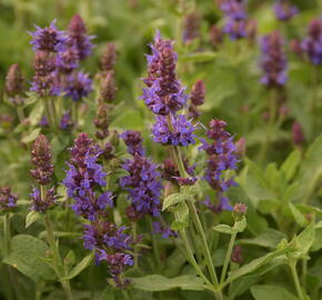 Šalvěj hajní 'Sensation Deep Blue' - Salvia nemorosa 'Sensation Deep Blue'