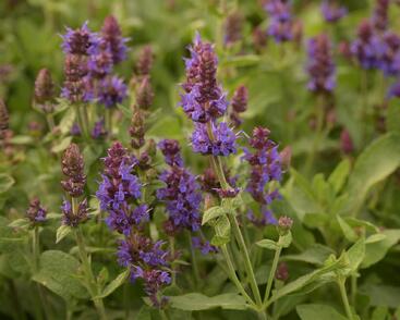 Šalvěj hajní 'Sensation Deep Blue'