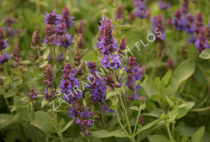 Šalvěj hajní 'Sensation Deep Blue' - Salvia nemorosa 'Sensation Deep Blue'