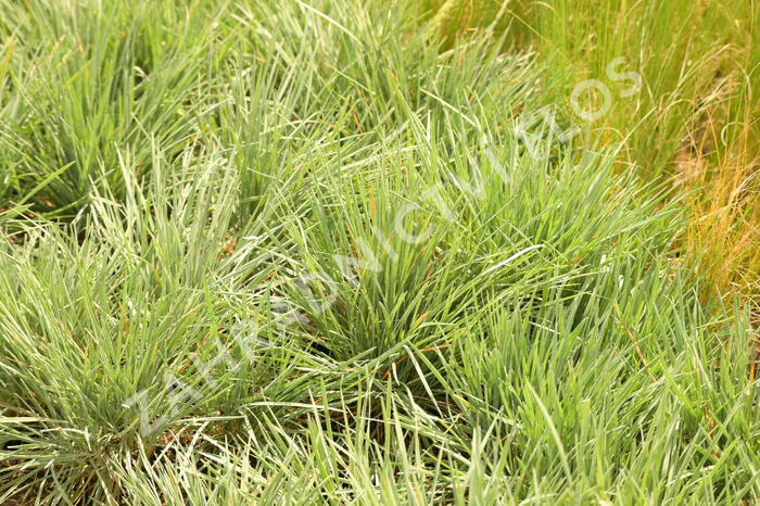 Smělek sivý - Koeleria glauca
