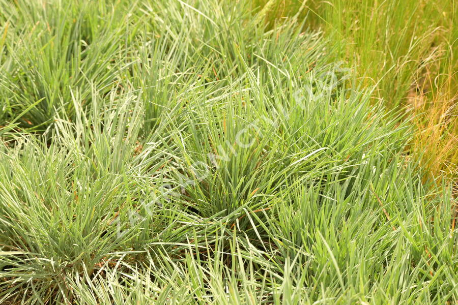 Smělek sivý - Koeleria glauca
