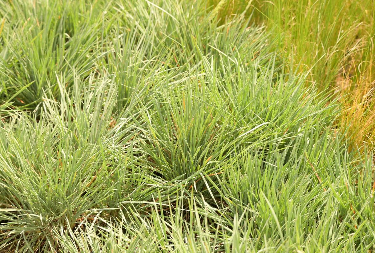 Smělek sivý - Koeleria glauca