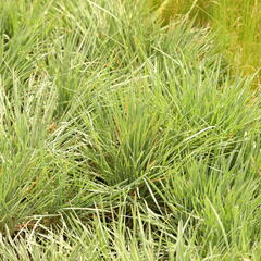 Smělek sivý - Koeleria glauca