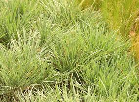 Smělek sivý - Koeleria glauca