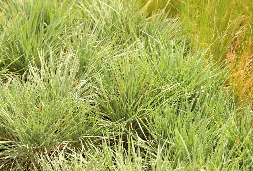 Smělek sivý - Koeleria glauca