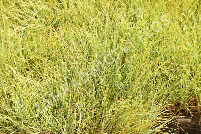 Ostřice prosová 'Pamira' - Carex panicea 'Pamira'