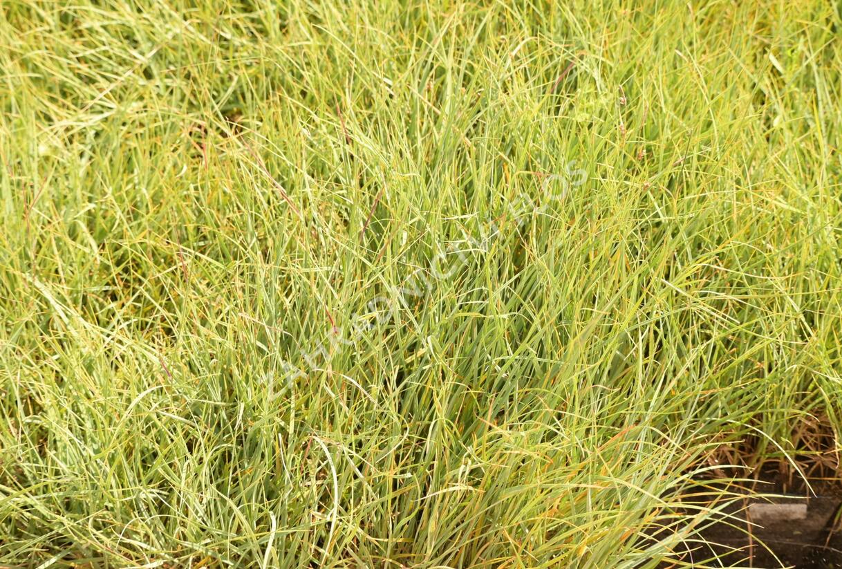 Ostřice prosová 'Pamira' - Carex panicea 'Pamira'