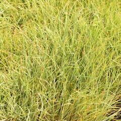 Ostřice prosová 'Pamira' - Carex panicea 'Pamira'