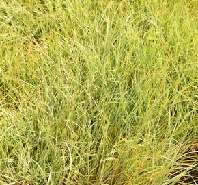 Ostřice prosová 'Pamira' - Carex panicea 'Pamira'