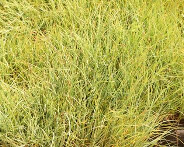 Ostřice prosová 'Pamira'