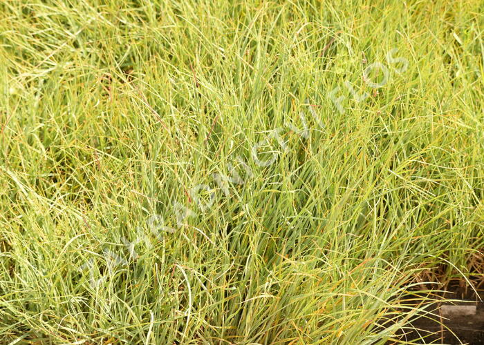 Ostřice prosová 'Pamira' - Carex panicea 'Pamira'