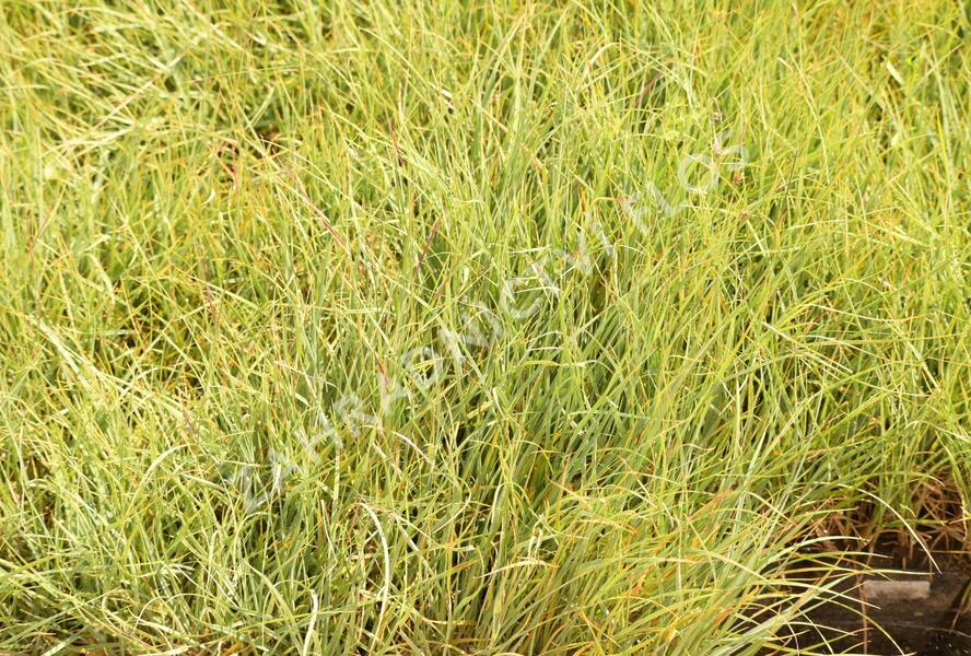 Ostřice prosová 'Pamira' - Carex panicea 'Pamira'