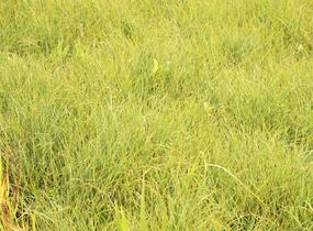 Ostřice prosová 'Pamira' - Carex panicea 'Pamira'