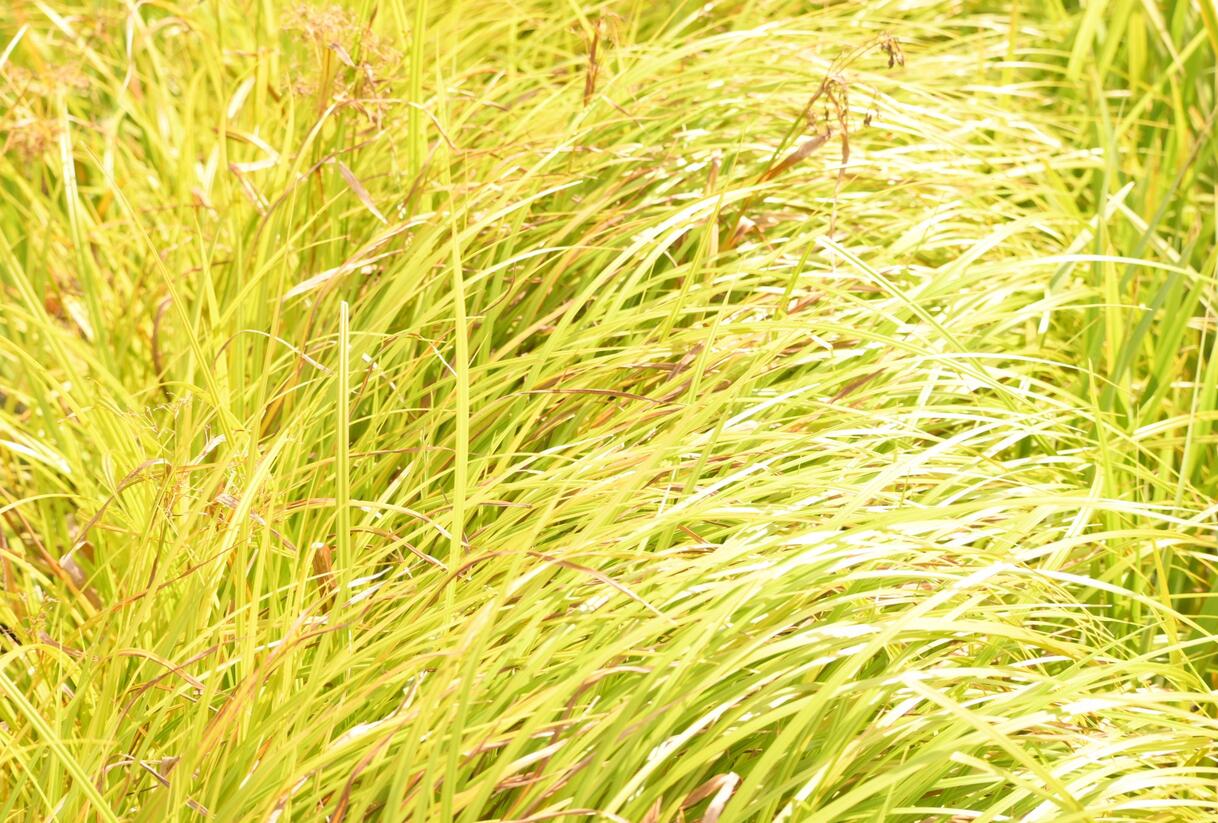 Skřípina lesní - Scirpus sylvaticus