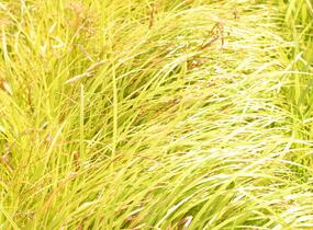 Skřípina lesní - Scirpus sylvaticus