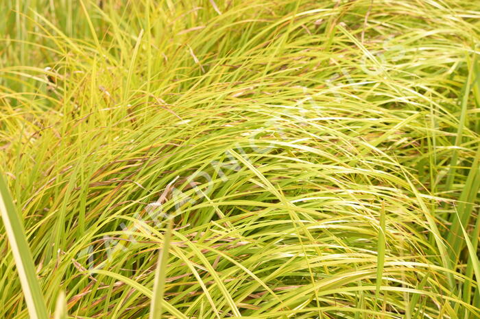 Skřípina lesní - Scirpus sylvaticus
