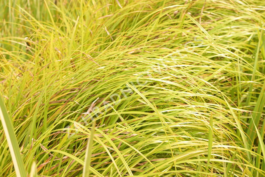 Skřípina lesní - Scirpus sylvaticus