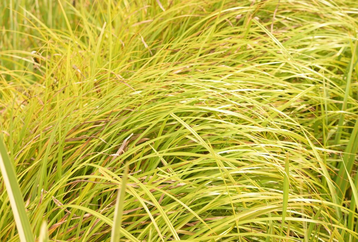 Skřípina lesní - Scirpus sylvaticus