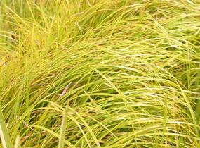 Skřípina lesní - Scirpus sylvaticus