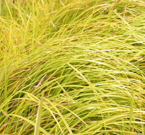 Skřípina lesní - Scirpus sylvaticus