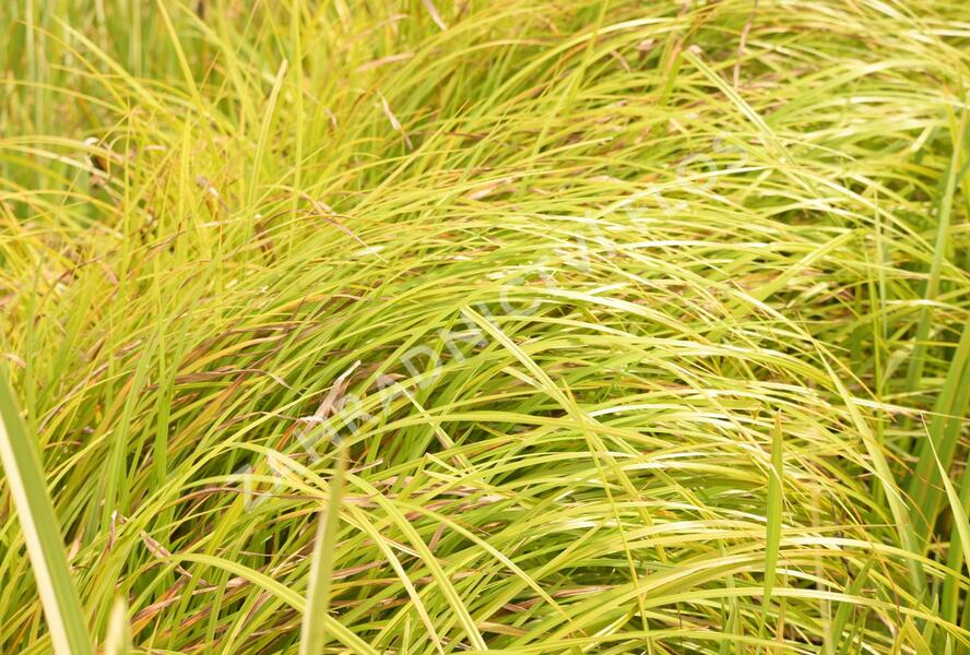 Skřípina lesní - Scirpus sylvaticus