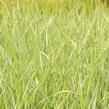 Proso prutnaté 'Prairie Sky' - Panicum virgatum 'Prairie Sky'