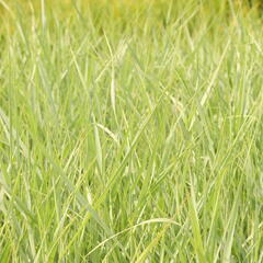 Proso prutnaté 'Prairie Sky' - Panicum virgatum 'Prairie Sky'