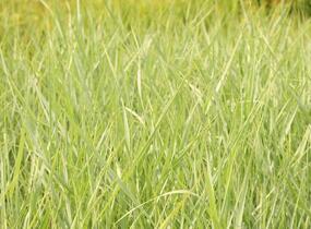 Proso prutnaté 'Prairie Sky' - Panicum virgatum 'Prairie Sky'