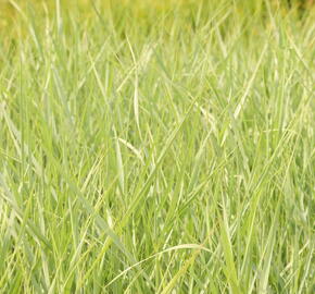 Proso prutnaté 'Prairie Sky' - Panicum virgatum 'Prairie Sky'