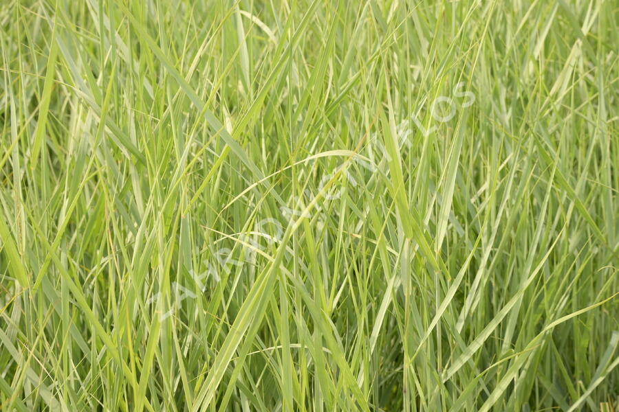 Proso prutnaté 'Prairie Sky' - Panicum virgatum 'Prairie Sky'