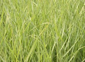 Proso prutnaté 'Prairie Sky' - Panicum virgatum 'Prairie Sky'