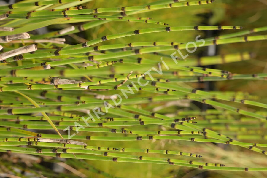 Přeslička zimní - Equisetum hyemale