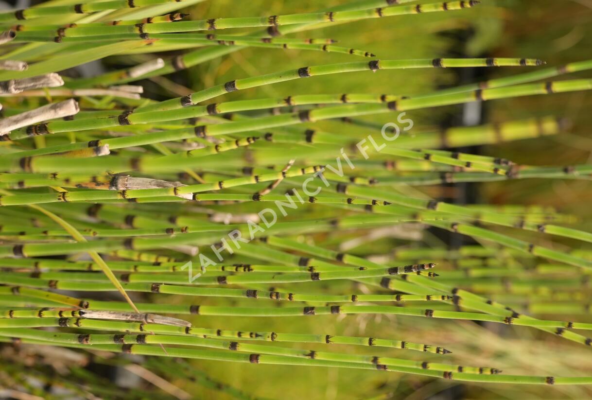 Přeslička zimní - Equisetum hyemale