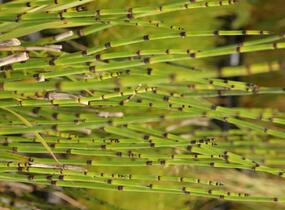 Přeslička zimní - Equisetum hyemale